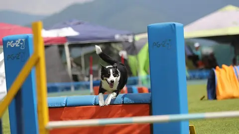 border-collie-7985291_1280