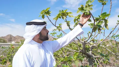Un árbol frutal en Hatta de Dubai. (WAM)