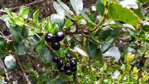 El nombre científico del arbusto del té de Bogotá es Symplocos theiformis, aunque se le conoce popularmente como Palo Blanco. (Fuente externa)