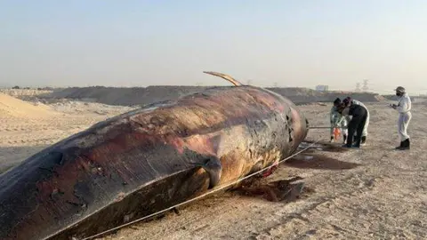 Una de las ballenas muertas en la costa emiratí. (Twitter)