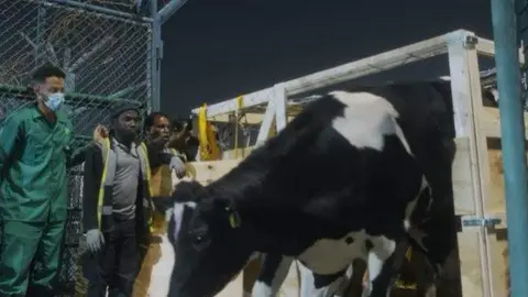 Una captura de pantalla de las vacas a su llegada al aeropuerto de Sharjah.  (Sharjah Media)