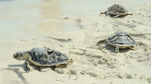 Tortugas liberadas en Abu Dhabi. (WAM)