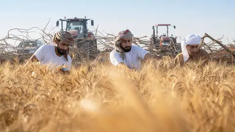 Recolecta de trigo en Emiratos. (WAM)