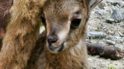 El Tahr árabe nacido en Sharjah. (WAM)