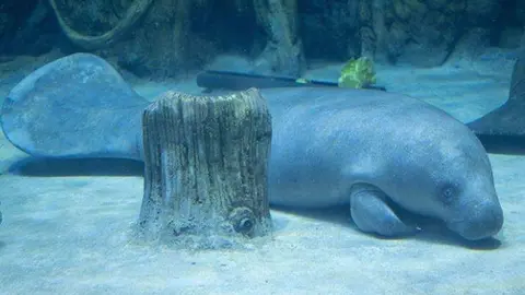 El Acuario Nacional de Abu Dhabi dio la bienvenida a dos manatíes africanos. (WAM)