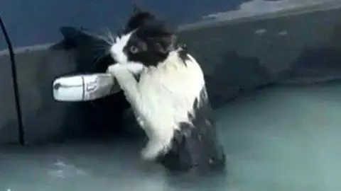 Captura de pantalla del vídeo difundido por Dubai Media Office del gato atrapado.