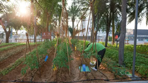 Un huerto en Expo City Dubai. (WAM)