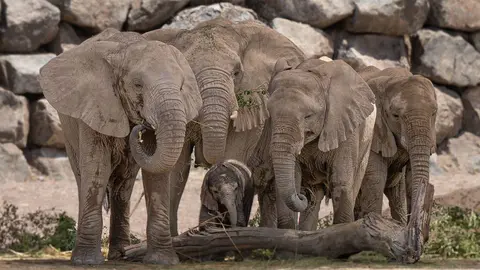 Una colonia de elefantes en Sharjah a modo ilustrativo. (WAM)