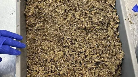 La marihuana confiscada en el aeropuerto de Dubai. (WAM)