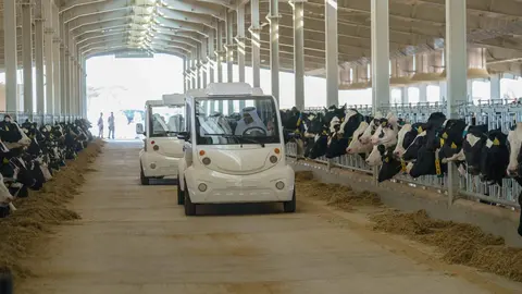 El gobernante de Sharjah durante la inauguración de la granja lechera. (WAM)