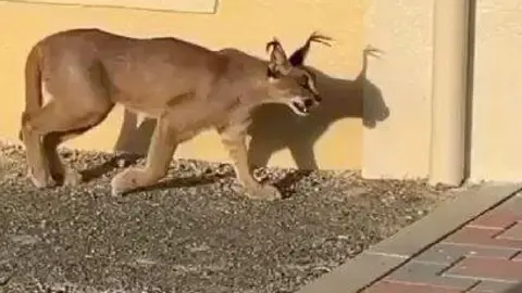 El felino suelto por las calles de Fujairah. (Instagram)