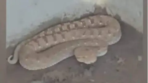 La víbora árabe. (Fuente externa)