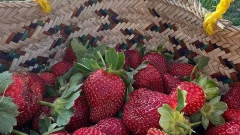 Las fresas recolectadas en el desierto de Dubai. (@hatta.strawberry)