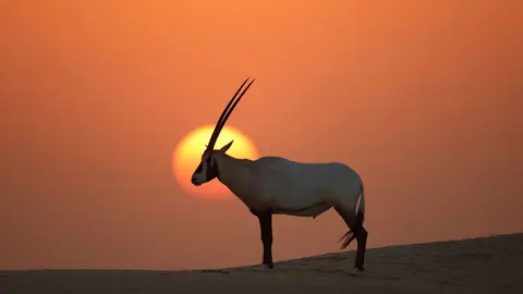 Un ejemplar de órix en el desierto de EAU. (WAM)