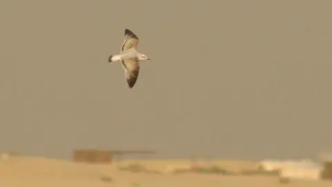 Una gaviota en Dubai. (Bird Alert)
