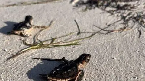 Tortugas carey en la playa de Abu Dhabi. (WAM)