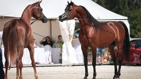 Dos caballos participantes en la  Emirates Arabian Horse. (WAM)