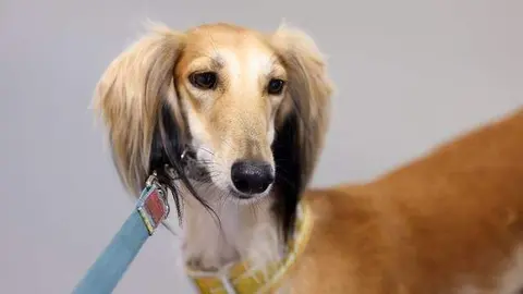 Un ejemplar de Saluki árabe. (WAM)