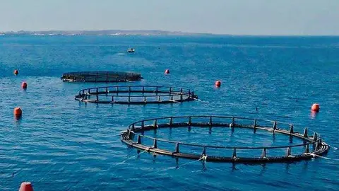 Las jaulas instaladas en la costa de Abu Dhabi. (Instagram)