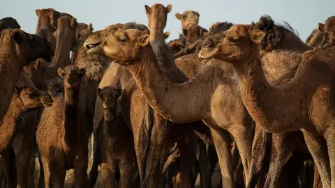 Camellos. (Imagen Suministrada)