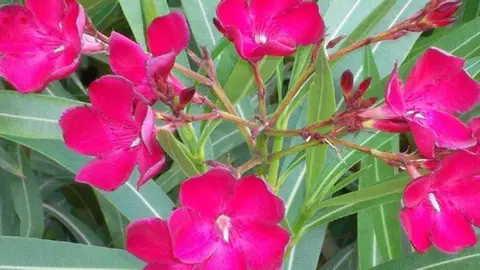 La planta adelfa tiene flores todo el año. (X)