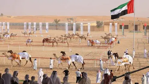 Una edición del Festival de camellos en Al Dhafra. (WAM)