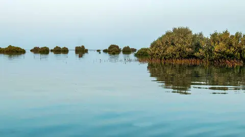 Una imagen de manglares en UAQ. (WAM)