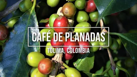 Imagen procional del café de Planadas.