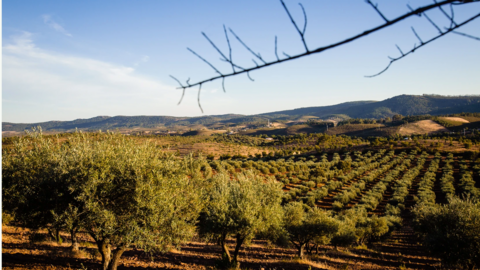 Olivares Finca Valdelaseras