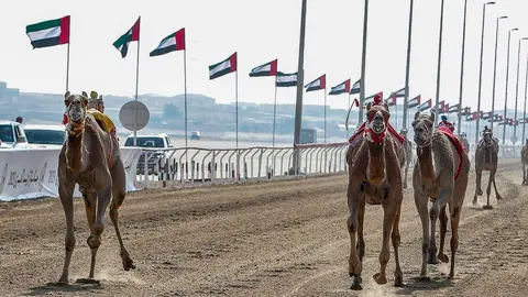 Un momento de una carrera de camellos  en el Hipódromo de Al Wathba en Abu Dhabi. (WAM)