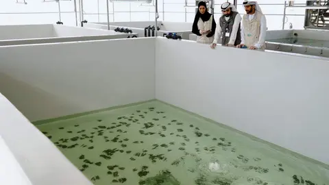 Piscifactoría de ostras en agua dulce de Abu Dhabi. (WAM)