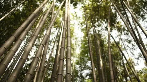 Bosque de bambú. (X)