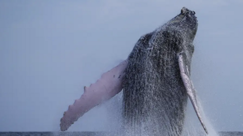 Una ballena jorobada. (Fuente externa)