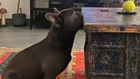 Una imagen de Instagram del perro.