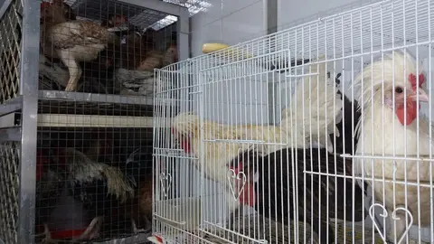 Aves en Emiratos Árabes. (EL CORREO)