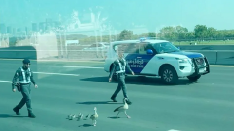 Una captura de pantalla del vídeo difundido de los patos en la carretera de Abu Dhabi.