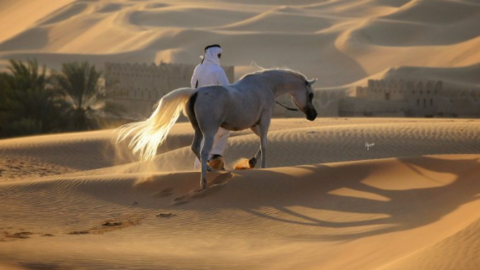 Caballo árabe. (WAM)