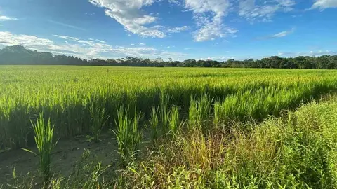 Arrozal de los Llanos Orientales en Colombia. (Fuente externa)