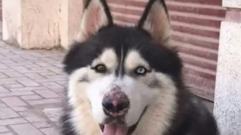 Una captura de pantalla del vídeo difundido del perro maltratado.