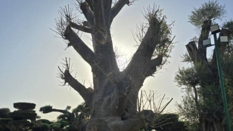 El baobab a la venta en Dubai. (Fuente externa)