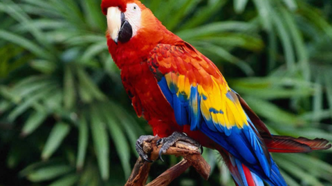 Un guacamayo en una imagen de X.