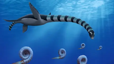 La dentadura robusta y afilada del nombrado como Traskasaura sandrae era ideal para triturar presas como los ammonites, moluscos cefalópodos que podrían haber formado parte de su dieta. (Fuente externa)