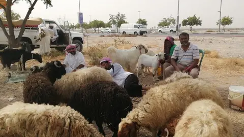 Mercado de cabras en RAK para la fiesta del Sacrificio. (EL CORREO)