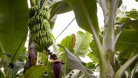 El plátano canario. (X)