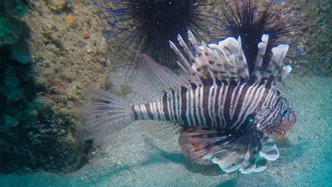 Fondo marino en Emiratos Árabes. (X)