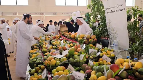 Una imagen del Festival del Mango en  Khorfakkan. (Sharjah24)