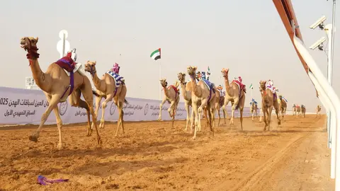 Una imagen de una carrera de camellos. (WAM)