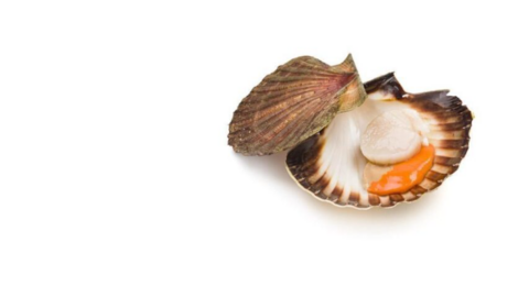 Vieira gallega disponible en Comercio Gallego. (Instagram)