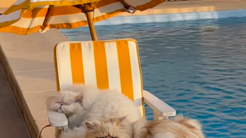 Los gatos descansan al borde de la piscina. (Instagram)