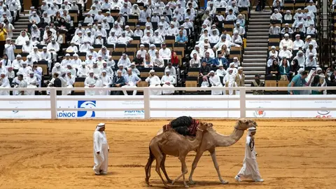 La cría de camello durante la subasta. (WAM)